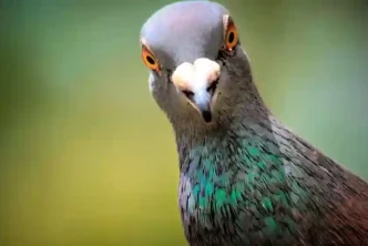 Bird Puns